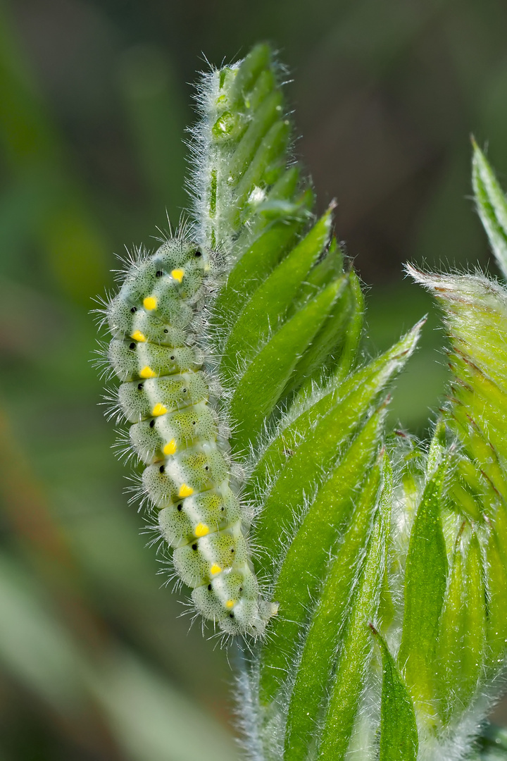 Raupe vom Kleinen Fünffleck-Widderchen (Zygaena viciae) - La Zygène des Thérésiens.