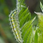 Raupe vom Kleinen Fünffleck-Widderchen (Zygaena viciae) - La Zygène des Thérésiens.