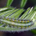  Raupe vom Kleinen Fünffleck-Widderchen (Zygaena viciae) - La Zygène des Thérésiens. 