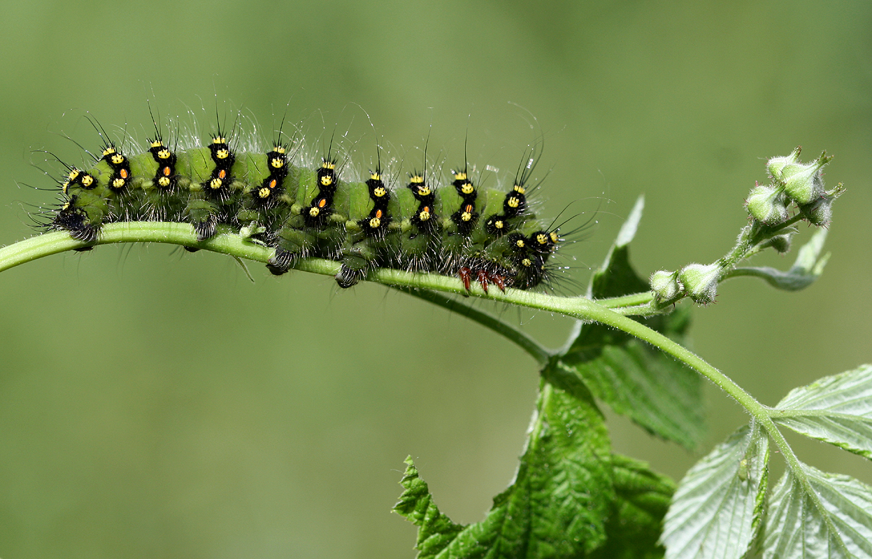 Raupe vom Kleinen Nachtpfauenauge Foto & Bild tiere, wildlife