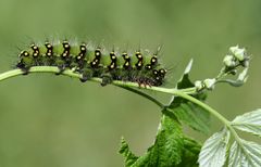 Raupe vom Kleinen Nachtpfauenauge