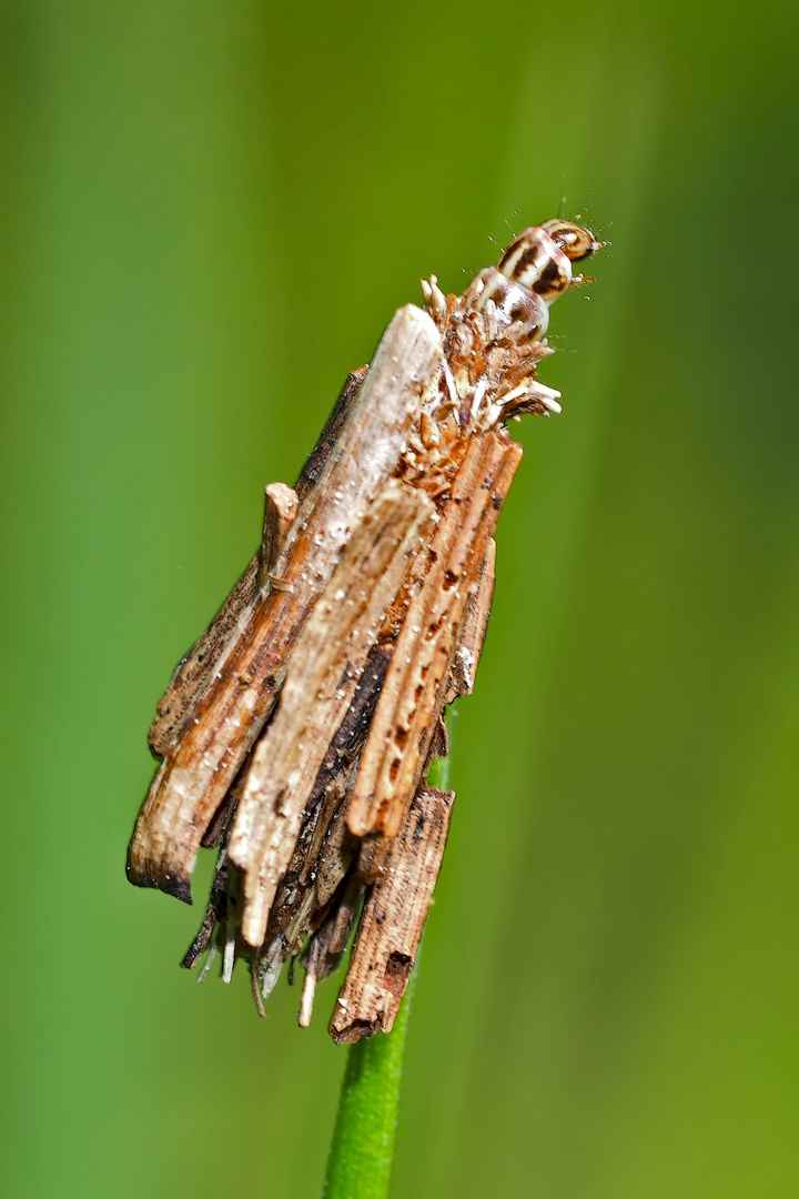 Raupe vom kleinen Rauch-Sackträger (Psyche Casta) - Une Chenille de Psychidae dans son fourreau.