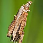 Raupe vom kleinen Rauch-Sackträger (Psyche Casta) - Une Chenille de Psychidae dans son fourreau.