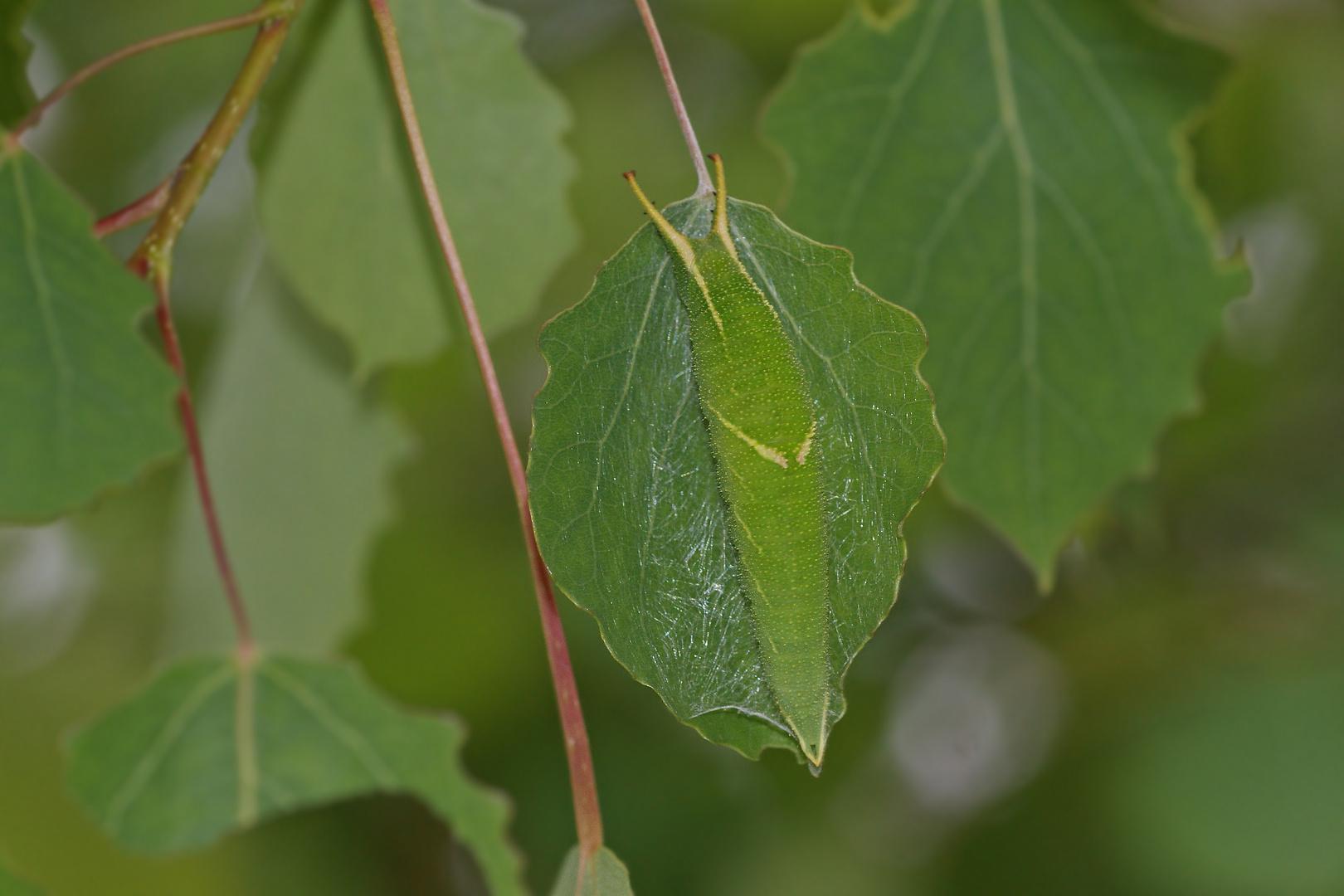 Raupe vom Kleinen Schillerfalter (Apatura ilia)