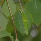 Raupe vom Kleinen Schillerfalter (Apatura ilia)