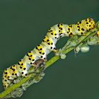 Raupe vom Königskerzen-Mönch (Cucullia lychnitis) - La chenille de la Cucullie de la Molène-Lychnis.