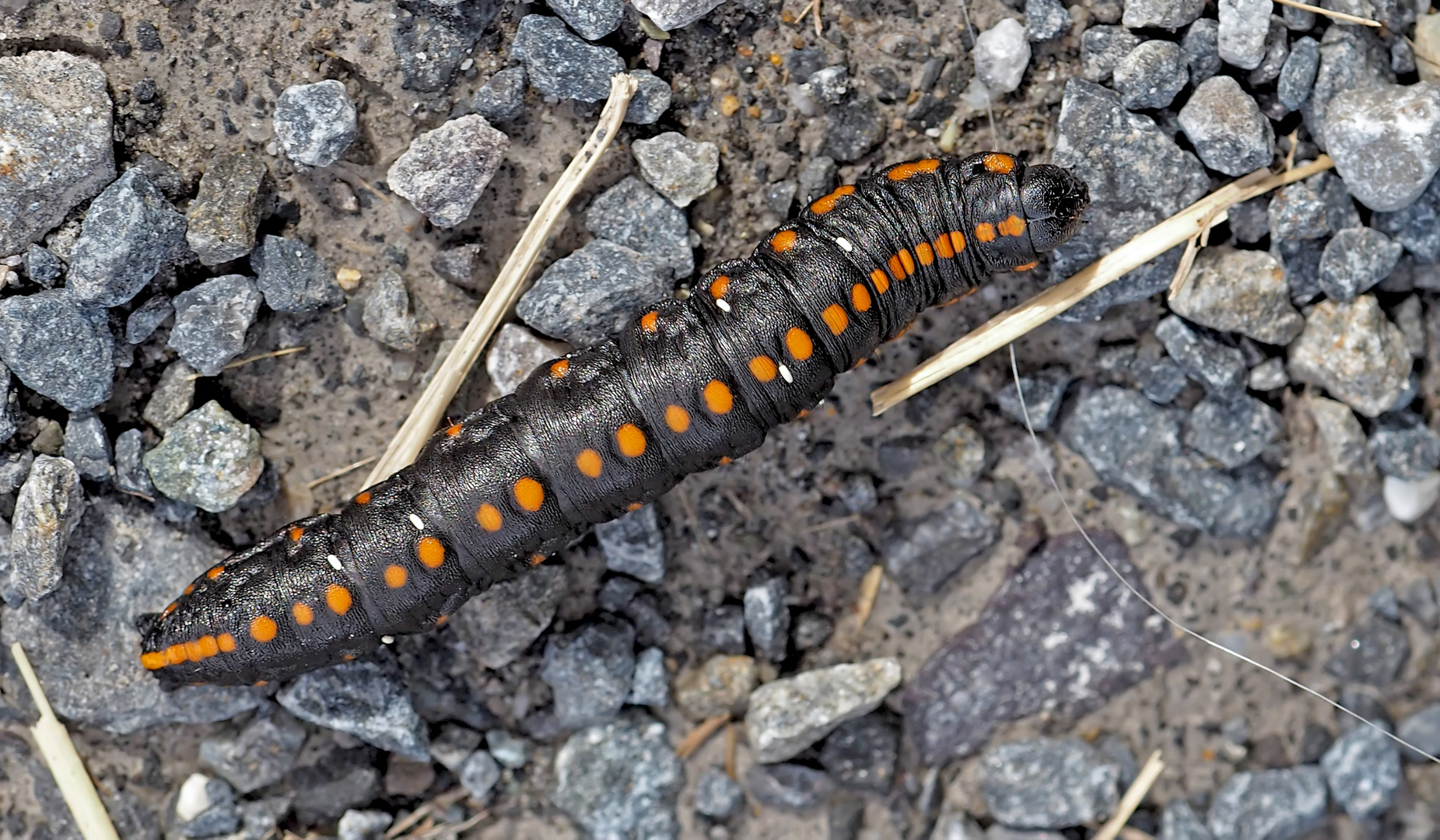 Raupe vom Kräutermönch (Cucullia lucifuga) - Chenille de la Cucullie lucifuge.