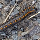 Raupe vom Kräutermönch (Cucullia lucifuga) - Chenille de la Cucullie lucifuge.