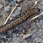 Raupe vom Kräutermönch (Cucullia lucifuga) - Chenille de la Cucullie lucifuge.