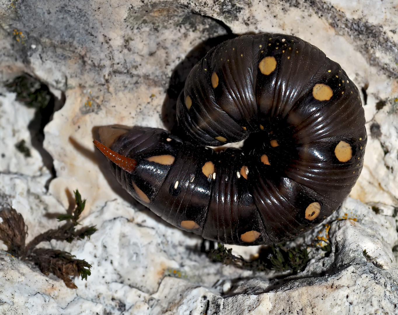 Raupe vom Labkrautschwärmer (Hyles gallii) - Chenille du Sphinx de la Garance. 