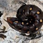 Raupe vom Labkrautschwärmer (Hyles gallii) - Chenille du Sphinx de la Garance. 