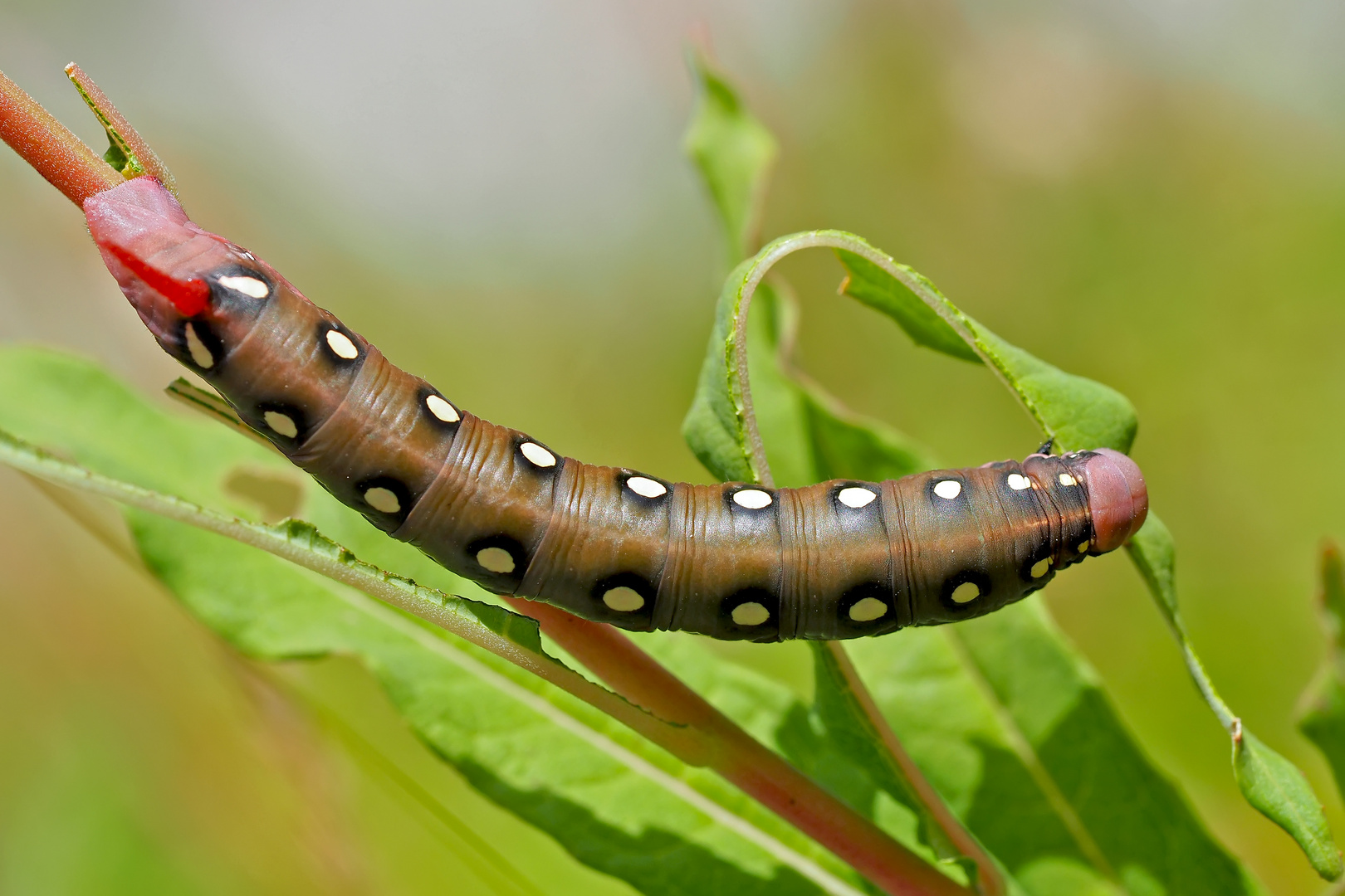 Raupe vom Labkrautschwärmer (Hyles gallii) - Chenille du Sphinx de la Garance.