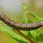 Raupe vom Labkrautschwärmer (Hyles gallii) - Chenille du Sphinx de la Garance.