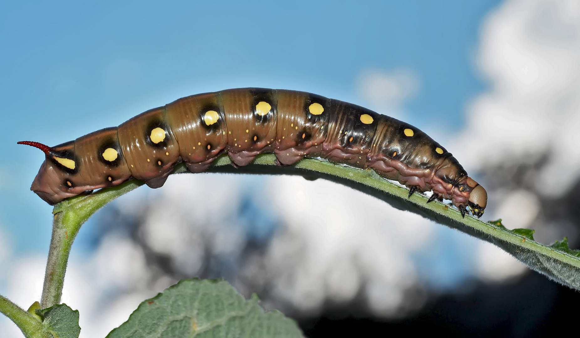 Raupe vom Labkrautschwärmer (Hyles gallii) - Chenille du Sphinx de la Garance. 