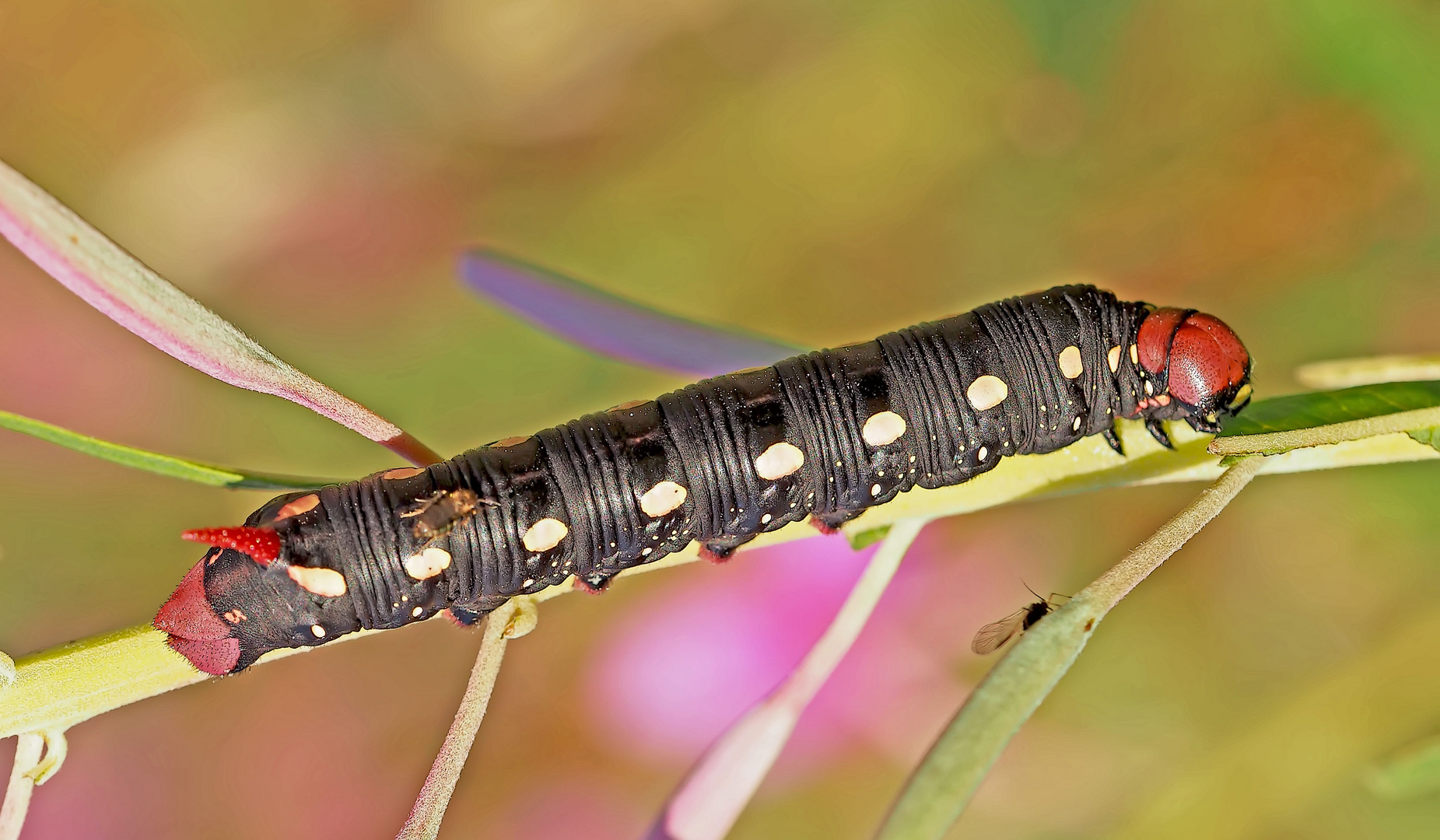 Raupe vom Labkrautschwärmer (Hyles gallii) - Chenille du Sphinx de la Garance. 