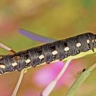 Raupe vom Labkrautschwärmer (Hyles gallii) - Chenille du Sphinx de la Garance. 