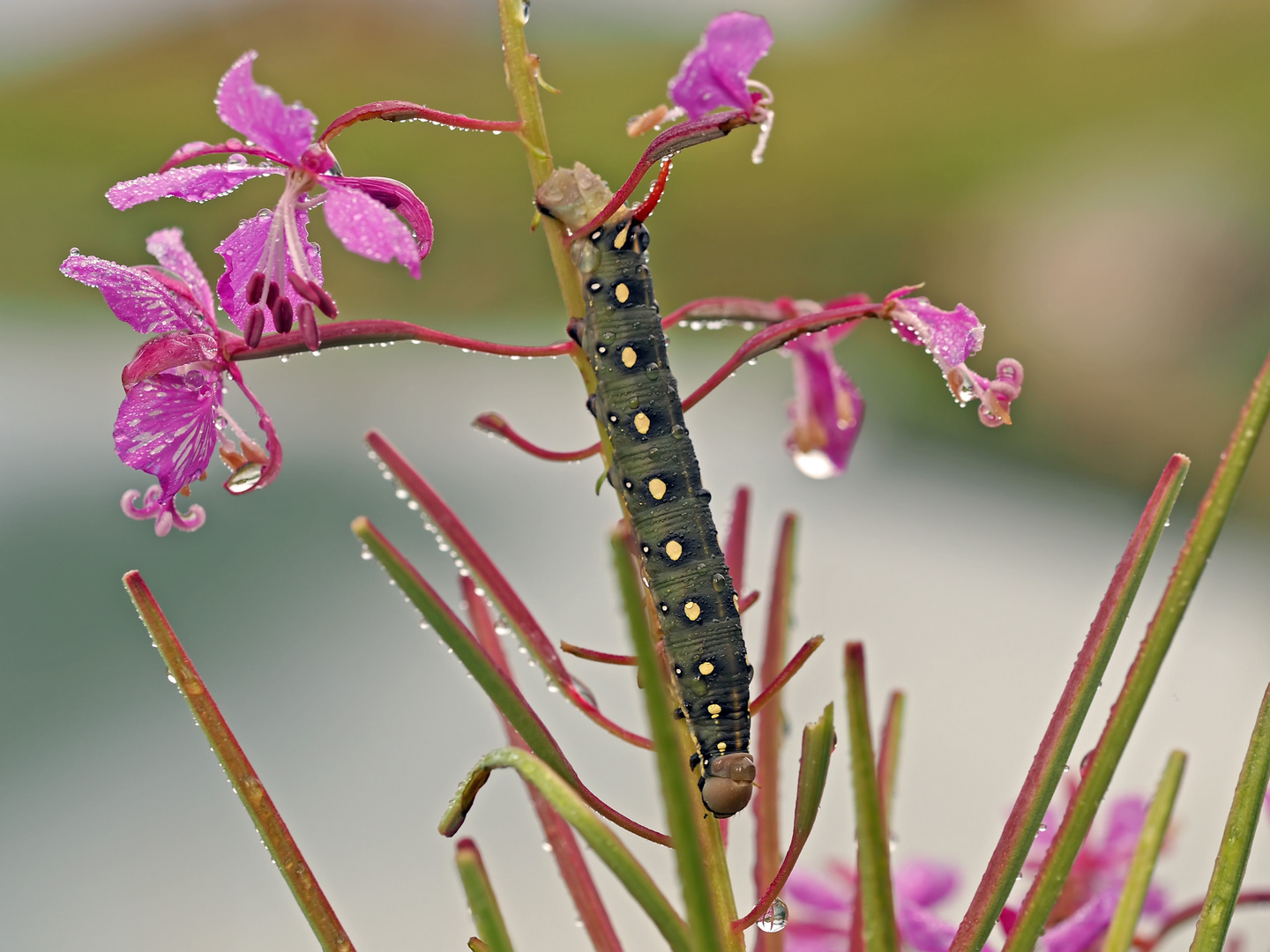 Raupe vom Labkrautschwärmer (Hyles gallii) - Chenille du Sphinx de la Garance.