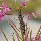 Raupe vom Labkrautschwärmer (Hyles gallii) - Chenille du Sphinx de la Garance.