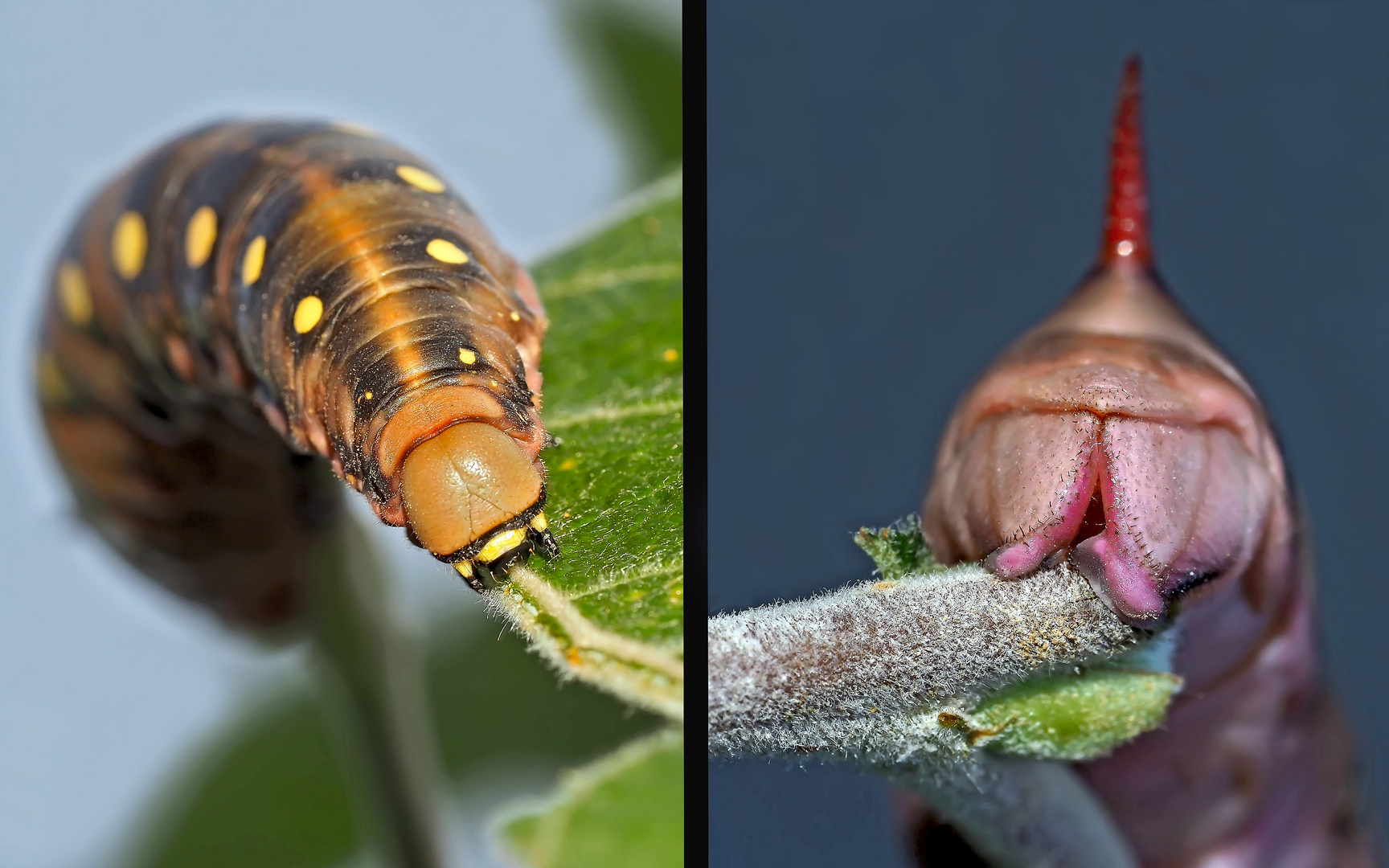 Raupe vom Labkrautschwärmer (Hyles gallii): der Vorder- und der Hinterteil! - Les deux extrémités...