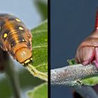 Raupe vom Labkrautschwärmer (Hyles gallii): der Vorder- und der Hinterteil! - Les deux extrémités...