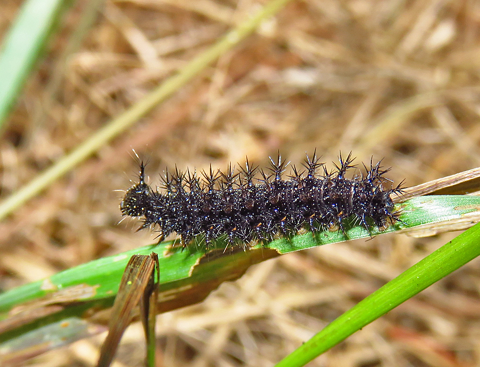 Raupe vom Landkärtchen