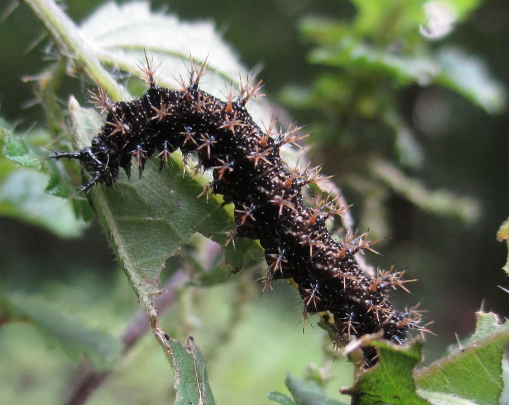 Raupe vom Landkärtchen (Araschnia levana)