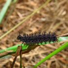 Raupe vom Landkärtchen