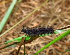 Raupe vom Landkärtchen