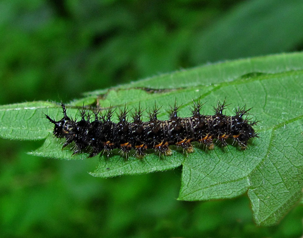 Raupe vom Landkärtchen