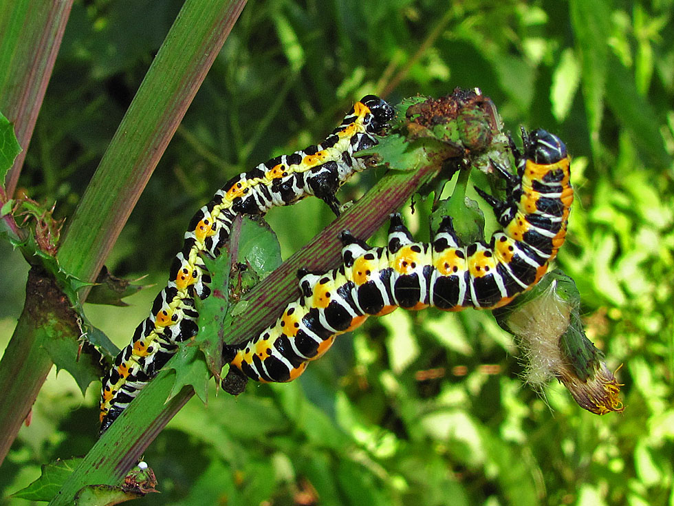 Raupe vom Lattichmönch