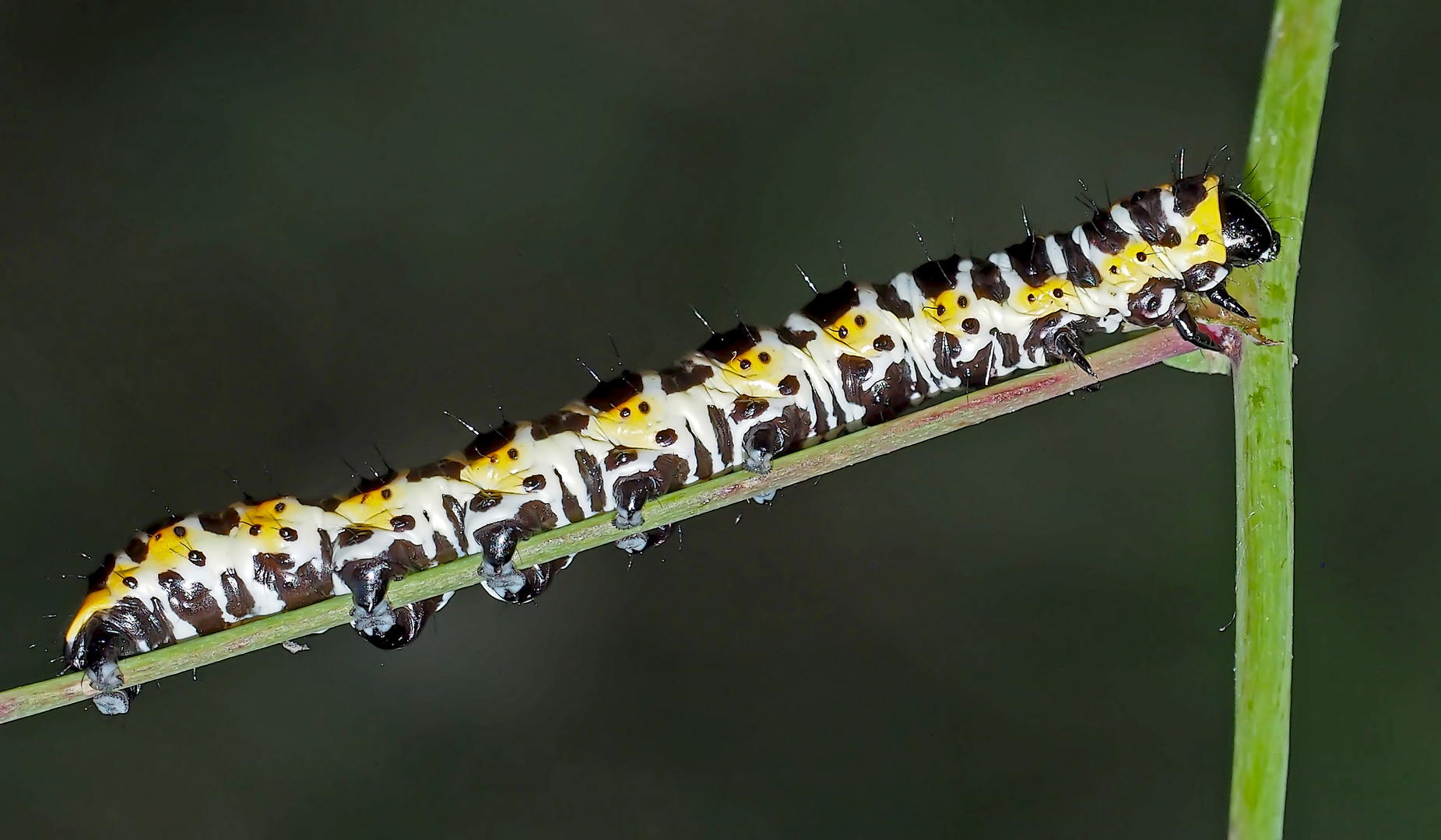 Raupe vom Lattichmönch (Cucullia lactucae) auf Hasenlattich - La Cucullie de la Laitue.