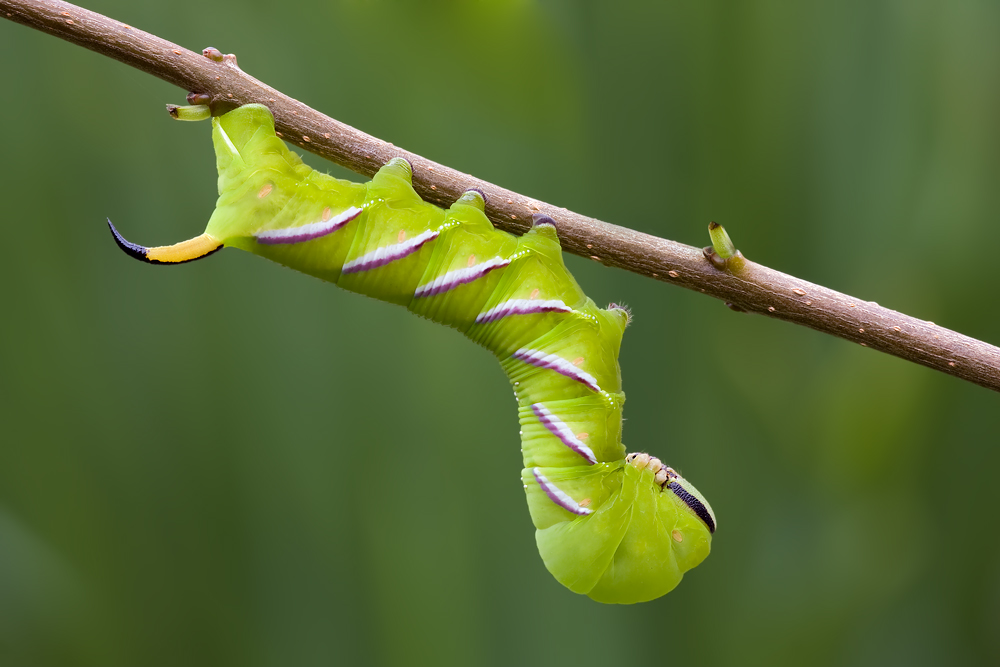 Raupe vom Ligustenschwärmer (Sphinx ligustri)