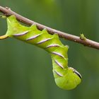 Raupe vom Ligustenschwärmer (Sphinx ligustri)