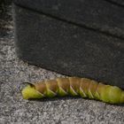 Raupe vom Ligusterschwärmer