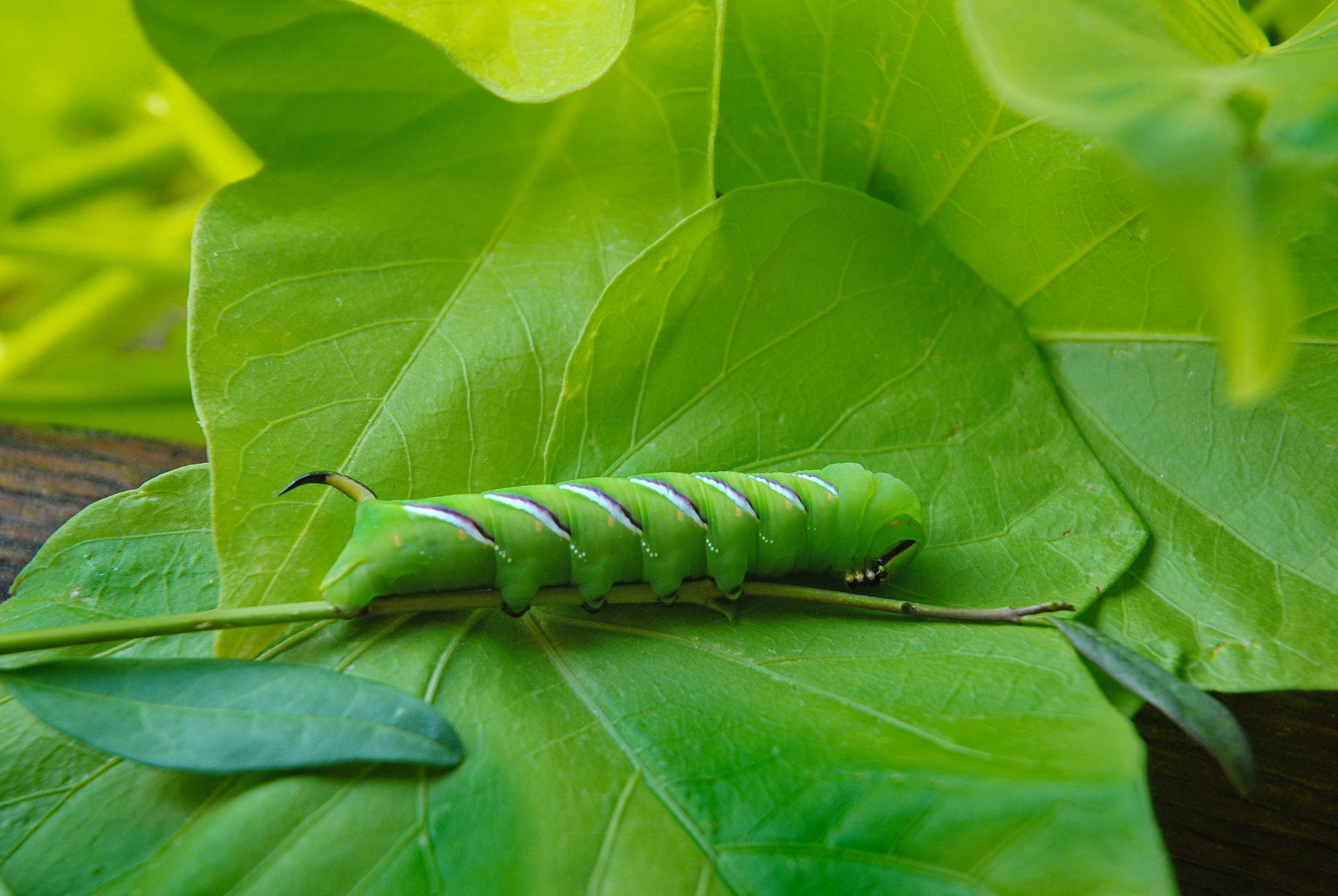 Raupe vom Ligusterschwärmer