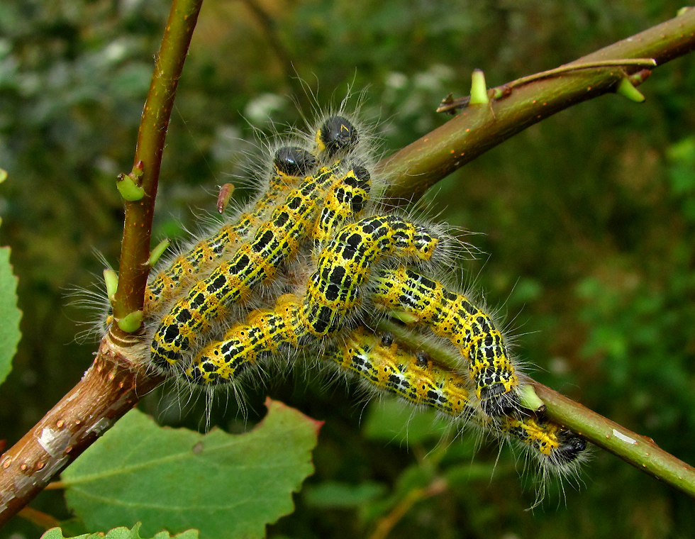 Raupe vom Mondvogel