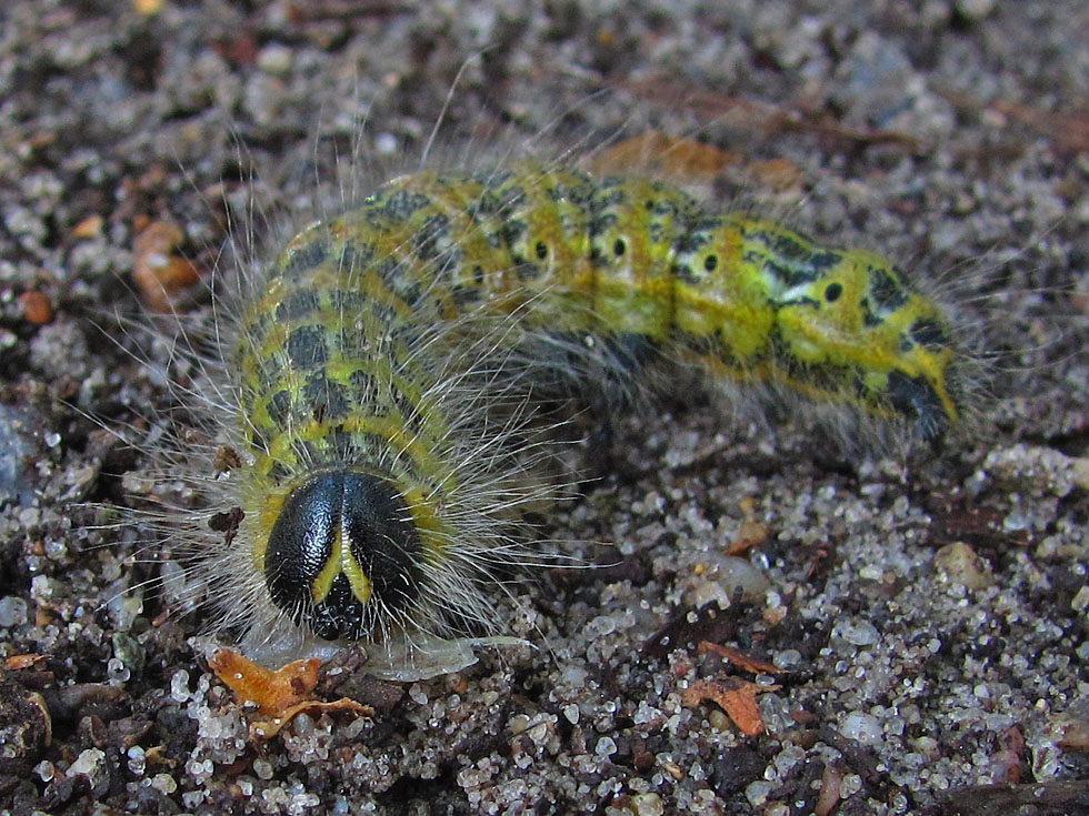 Raupe vom Mondvogel