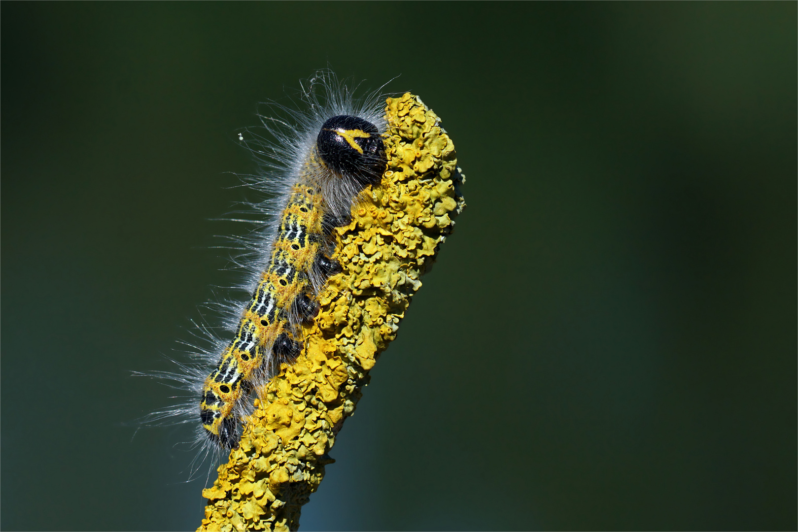 Raupe vom Mondvogel