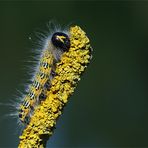 Raupe vom Mondvogel