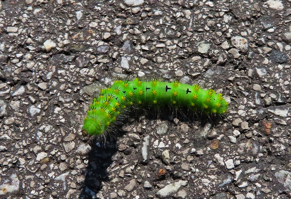 Raupe vom Nachtpfauenauge