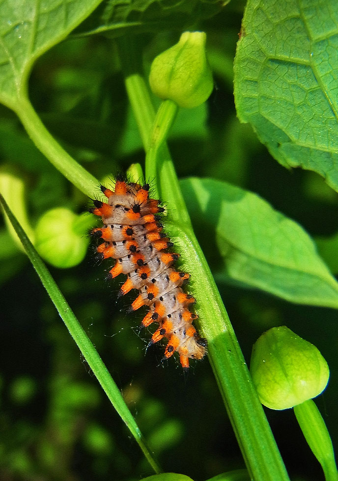 Raupe vom Osterluzei-Falter