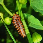 Raupe vom Osterluzei-Falter