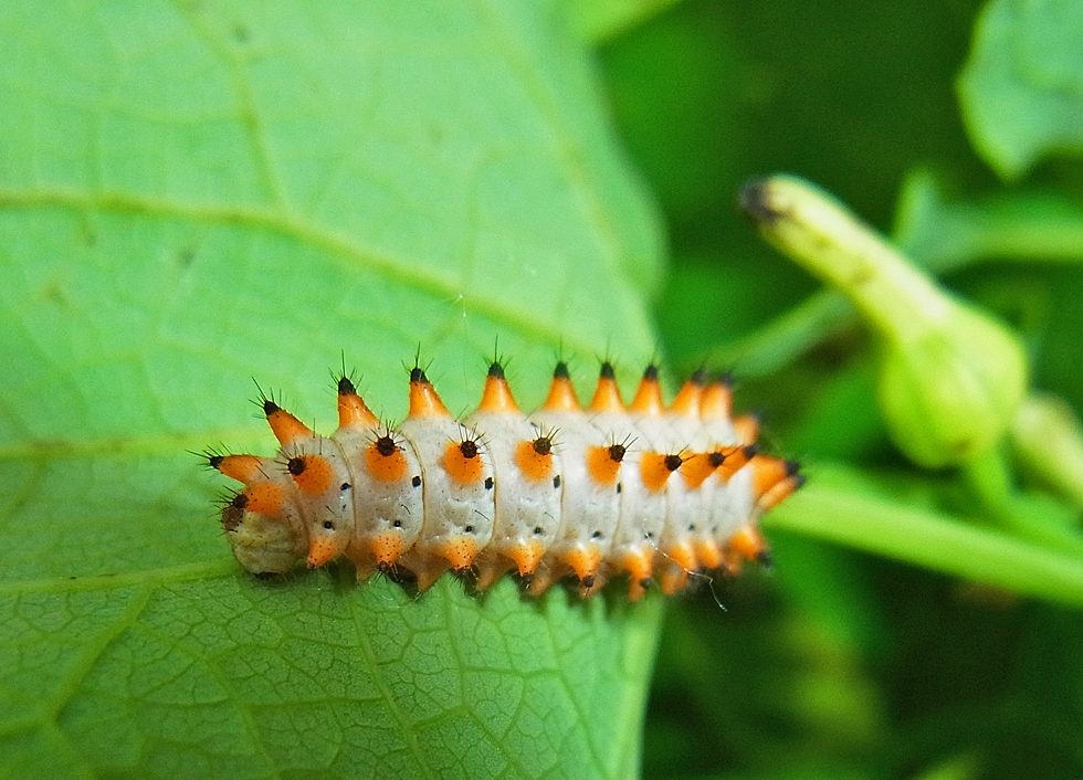 Raupe vom Osterluzeifalter