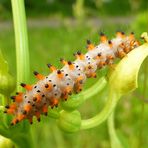 Raupe vom Osterluzeifalter an der Blüte