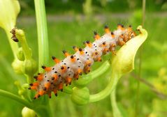 Raupe vom Osterluzeifalter an der Blüte