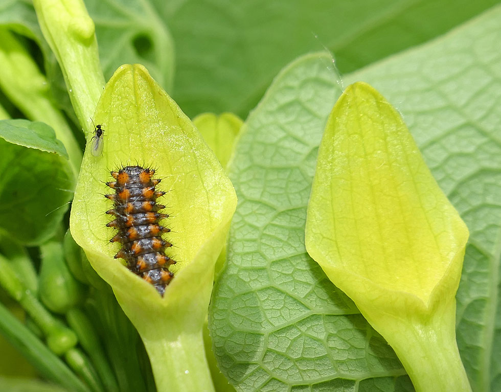 Raupe vom Osterluzeifalter...