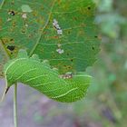 Raupe vom Pappelschwärmer. Herzlichen Dank an Peter Butterfly und Lysande