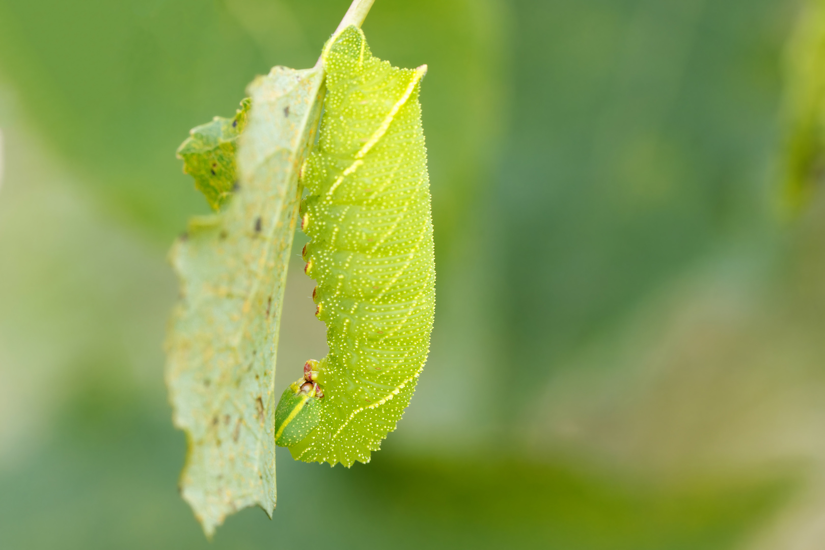 Raupe vom Pappelschwärmer  (Laothoe populi)