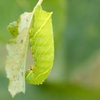 Raupe vom Pappelschwärmer  (Laothoe populi)