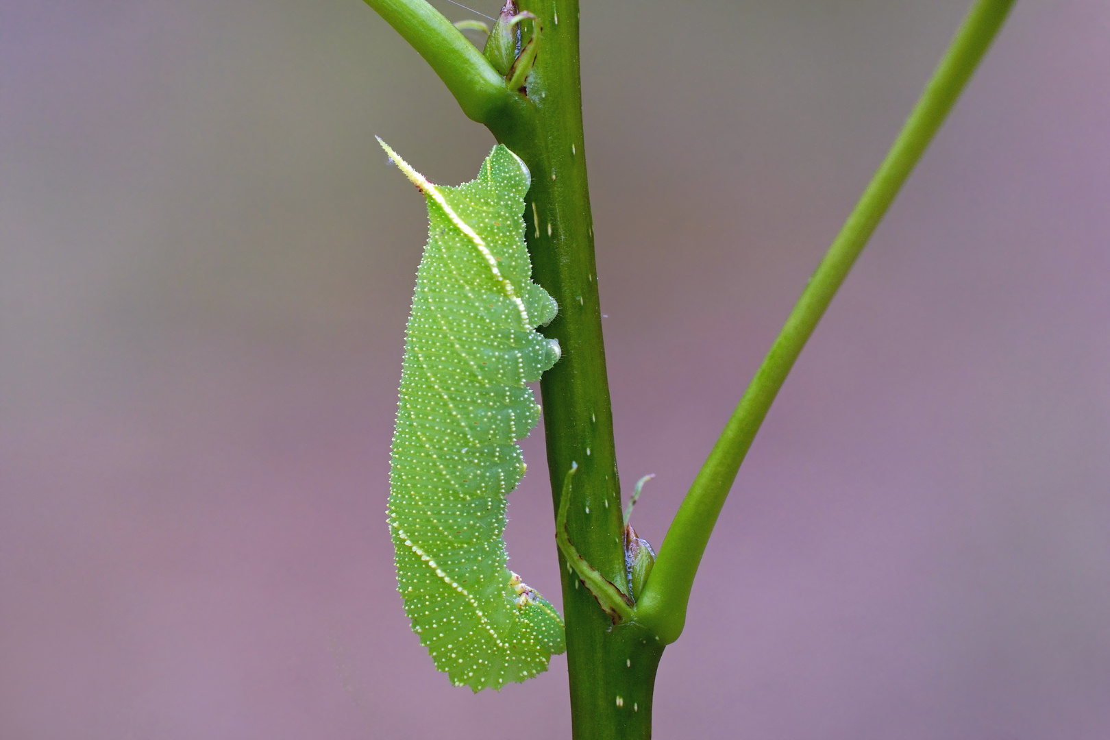 Raupe vom Pappelschwärmer ( Laothoe populi)